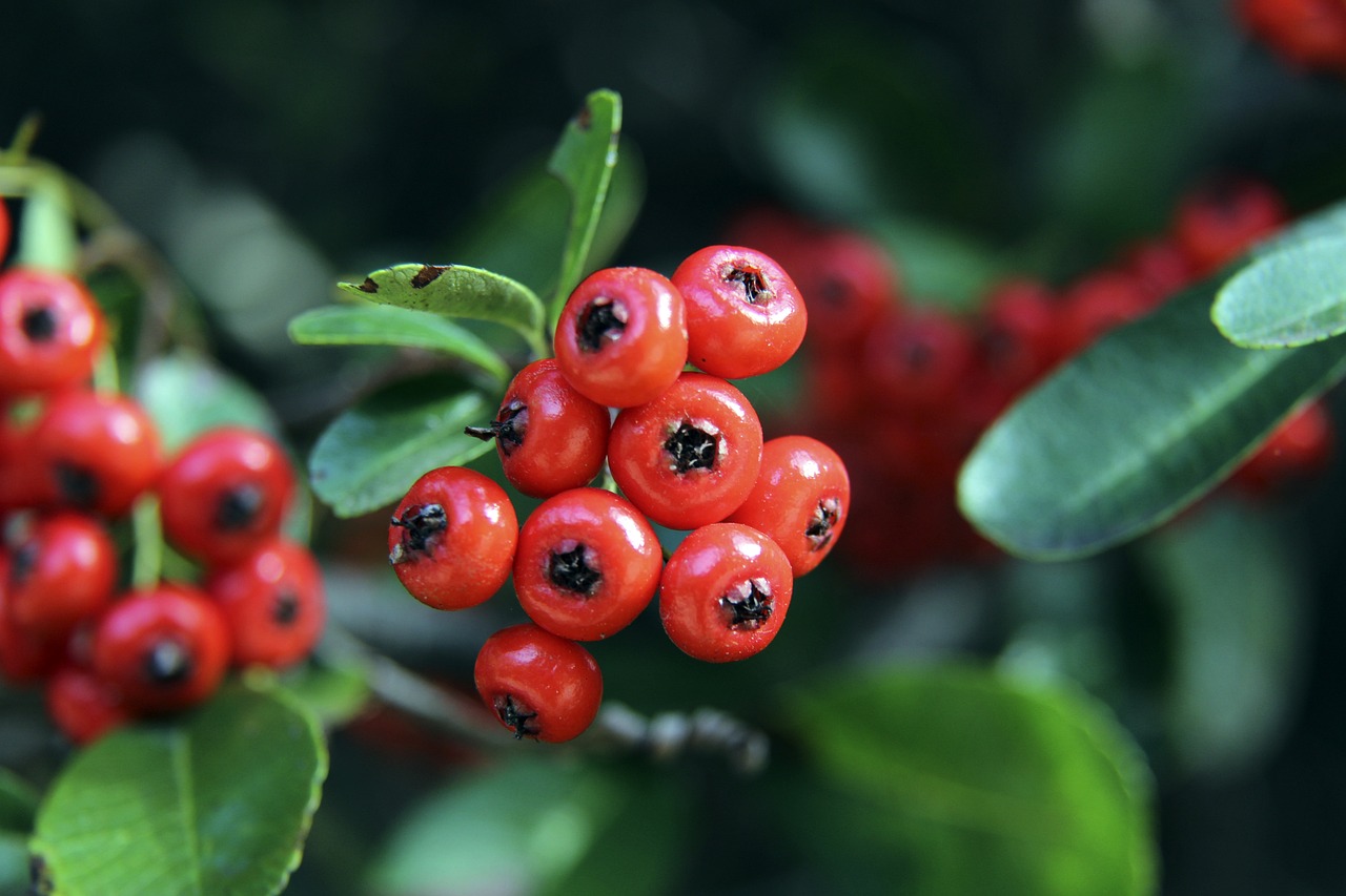 球队内部实 球队内部实